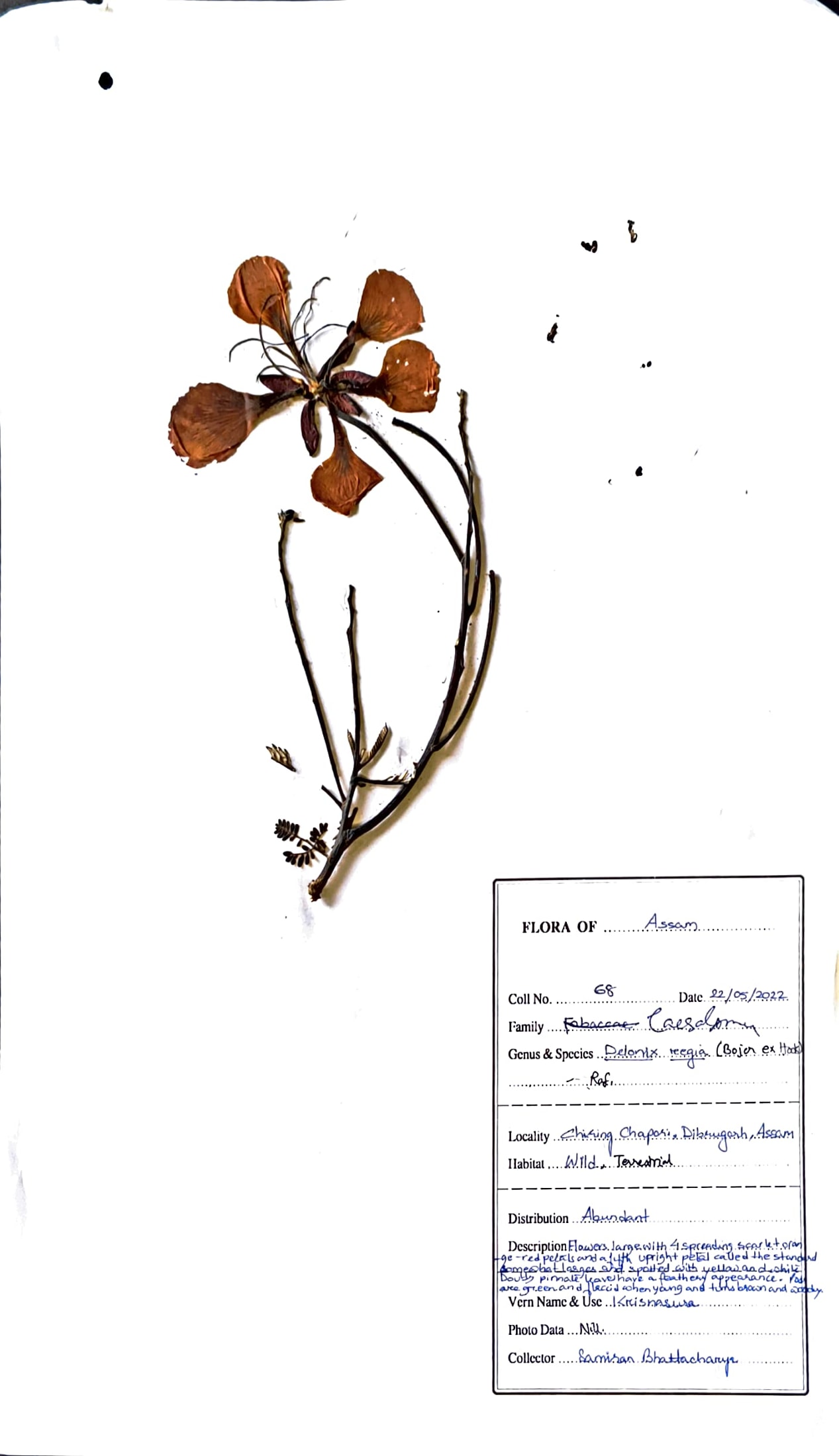 Krishna Chura (Ass.) (Herbarium)